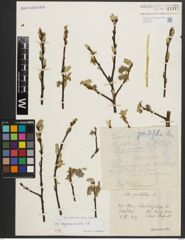 Foto von Salix appendiculata Vill.